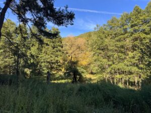 Wald- & Naturgrundstück ca. 5.940 m² bei Waldhambach verpachten – Foto 2