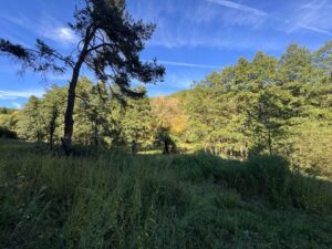 Wald- & Naturgrundstück ca. 5.940 m² bei Waldhambach verpachten – Foto 3