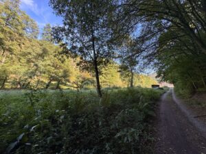 Wald- & Naturgrundstück ca. 5.940 m² bei Waldhambach verpachten – Foto 5