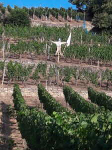 Weinberg zu verpachten