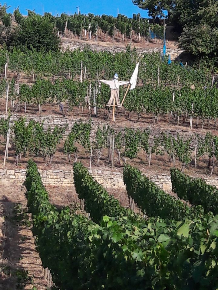 Weinberg zu verpachten