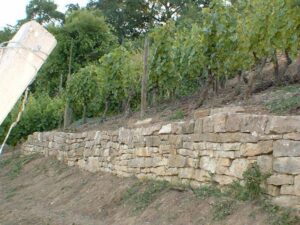 Weinberg zu verpachten – Foto 2