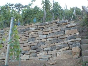 Weinberg zu verpachten – Foto 3