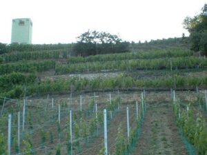 Weinberg zu verpachten – Foto 5