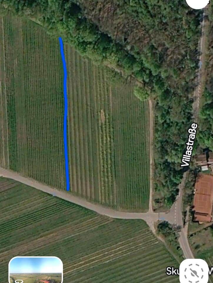 Riesling-Weinberg in Edenkoben zu verpachten oder zu verkaufen