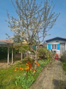 Gartengrundstück ca. 400 m² mit Gartenhaus zu verpachten