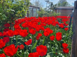 Gartengrundstück ca. 400 m² mit Gartenhaus zu verpachten – Foto 5