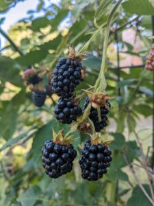 Pachtgarten "Am Loh e.V." – Foto 5