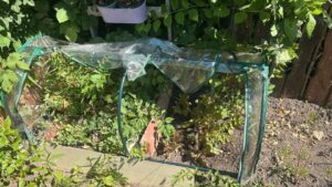 pachtgarten abzugeben – Foto 5
