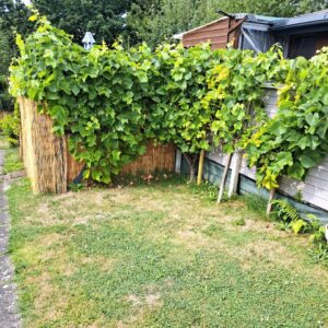 Garten zu pachten in Elmschenhagen – Foto 5