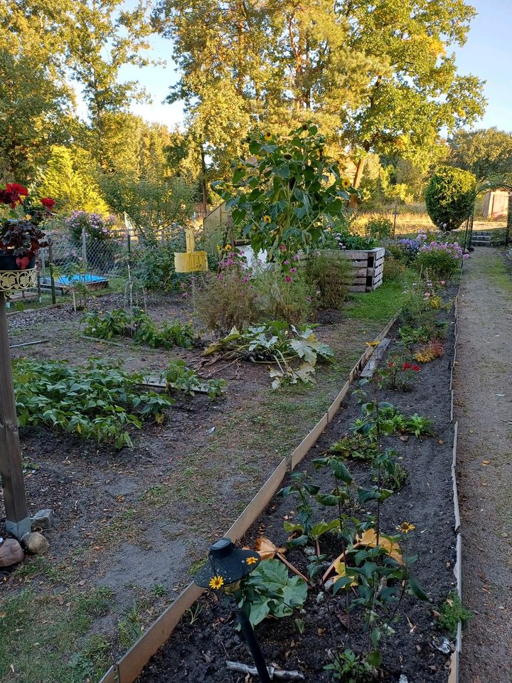 Pachtgarten in Spremberg Trattendorf abzugeben
