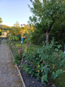 Pachtgarten in Spremberg Trattendorf abzugeben – Foto 3