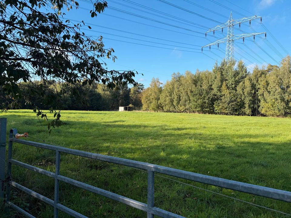 Idyllische Weide in ruhiger Lage zu verpachten