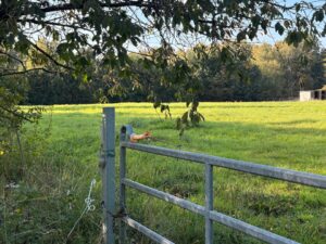 Idyllische Weide in ruhiger Lage zu verpachten – Foto 4