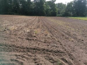 Ackerland, 2ha,zu verpachten, n. I. Bewirtschaftung, Grünbewuchs – Foto 4