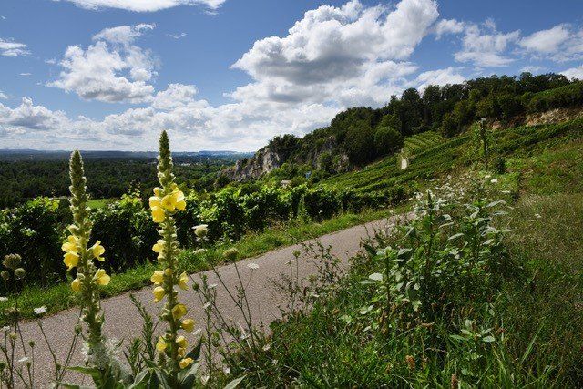 Reben am Isteiner Weinberg zu verpachten