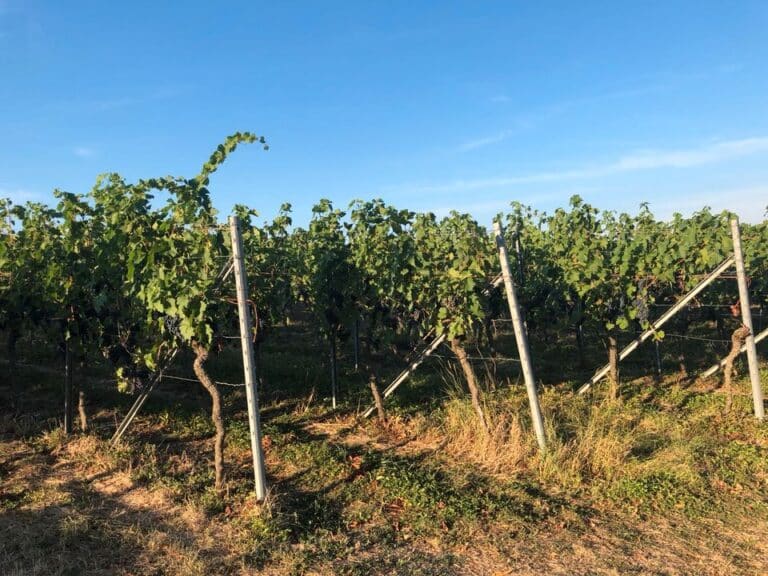 Weinberge in Höpfigheim zu verpachten