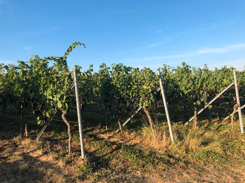 Weinberge in Höpfigheim zu verpachten