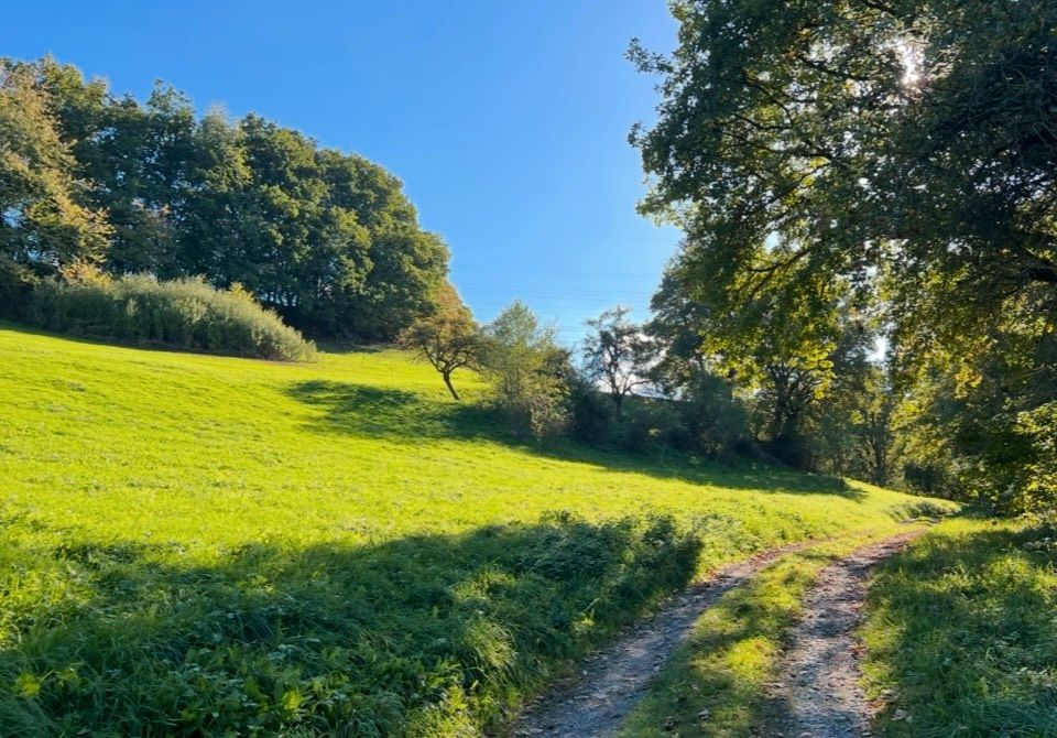 Wiese/Weide, 1 Ha, zu verpachten, ab sofort