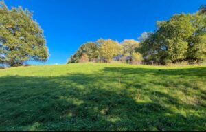 Wiese/Weide, 1 Ha, zu verpachten, ab sofort – Foto 3
