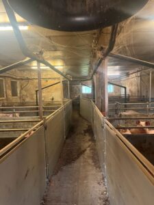 Verpachtung Schweine Mastsrall
