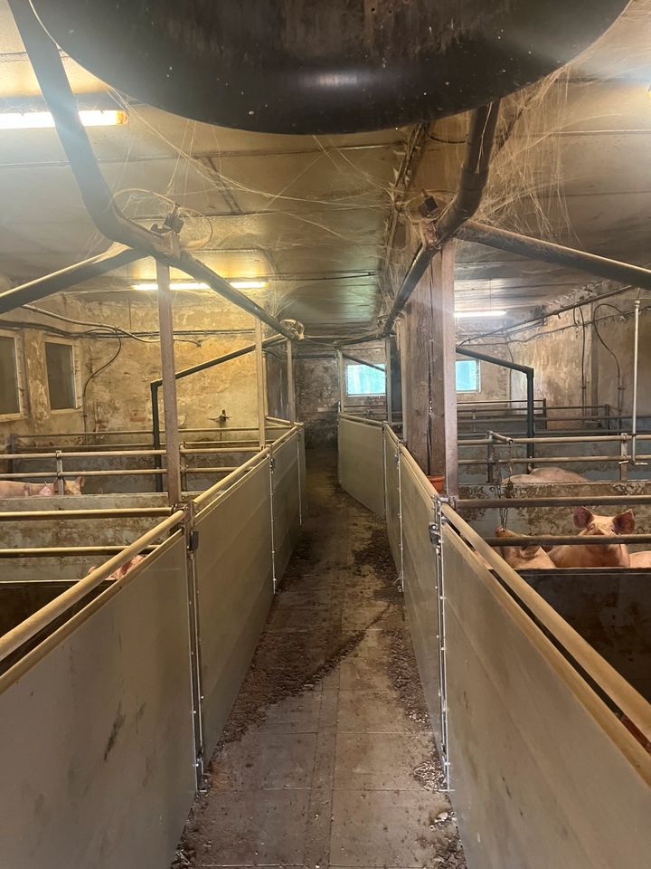Verpachtung Schweine Mastsrall