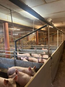 Verpachtung Schweine Mastsrall – Foto 2
