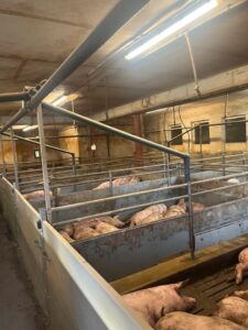 Verpachtung Schweine Mastsrall – Foto 3
