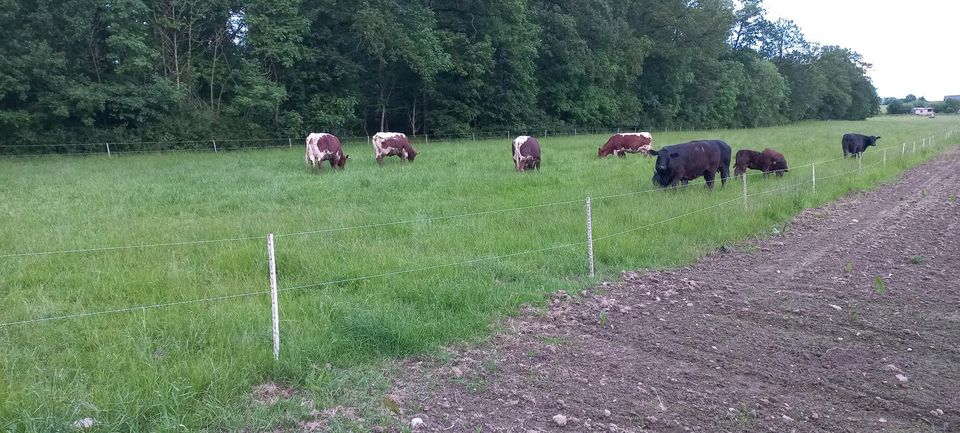 Grünland, Wiese, Weide zur Pacht