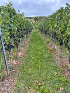 Weinberg Pacht frei abzugeben – Foto 2