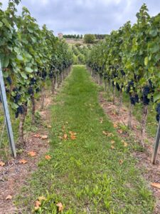 Weinberg Pacht frei abzugeben – Foto 3