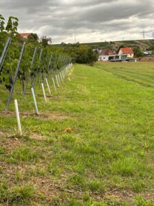 Weinberg Pacht frei abzugeben – Foto 4