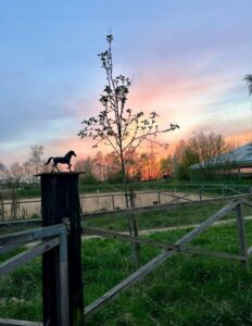 Stallplatz frei für Stute bis Endmaß zur gemeinsamen Pacht – Foto 5